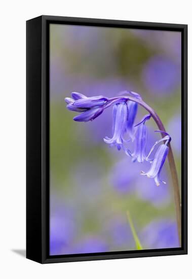 Bluebell-null-Framed Stretched Canvas