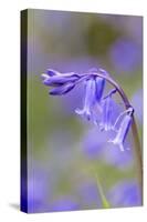 Bluebell-null-Stretched Canvas