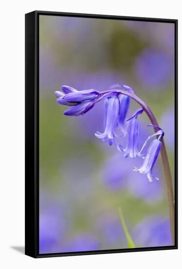 Bluebell-null-Framed Stretched Canvas