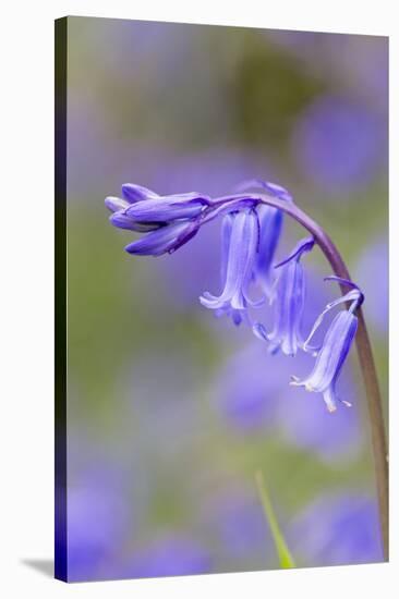 Bluebell-null-Stretched Canvas