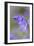 Bluebell-null-Framed Premium Photographic Print