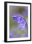 Bluebell-null-Framed Premium Photographic Print