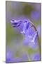 Bluebell-null-Mounted Premium Photographic Print