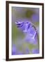 Bluebell-null-Framed Photographic Print