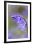 Bluebell-null-Framed Photographic Print