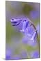 Bluebell-null-Mounted Photographic Print