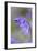 Bluebell-null-Framed Photographic Print