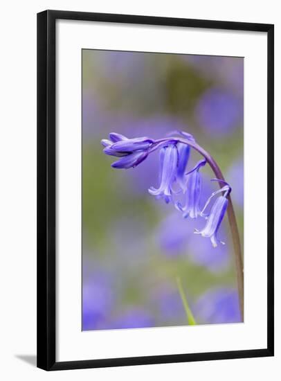 Bluebell-null-Framed Photographic Print