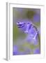 Bluebell-null-Framed Photographic Print