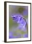 Bluebell-null-Framed Photographic Print