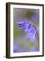 Bluebell-null-Framed Photographic Print