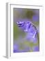 Bluebell-null-Framed Photographic Print