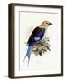 Bluebellied Roller, 1893-Johan Gerard Keulemans-Framed Giclee Print