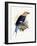 Bluebellied Roller, 1893-Johan Gerard Keulemans-Framed Giclee Print