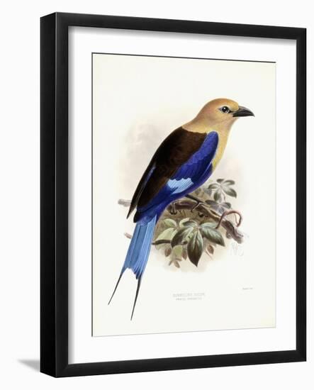 Bluebellied Roller, 1893-Johan Gerard Keulemans-Framed Giclee Print