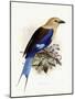 Bluebellied Roller, 1893-Johan Gerard Keulemans-Mounted Giclee Print