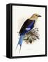 Bluebellied Roller, 1893-Johan Gerard Keulemans-Framed Stretched Canvas