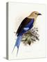 Bluebellied Roller, 1893-Johan Gerard Keulemans-Stretched Canvas