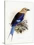 Bluebellied Roller, 1893-Johan Gerard Keulemans-Stretched Canvas