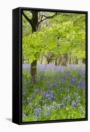 Bluebells Amongst Beech Trees in Spring-null-Framed Stretched Canvas