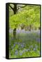 Bluebells Amongst Beech Trees in Spring-null-Framed Stretched Canvas