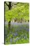 Bluebells Amongst Beech Trees in Spring-null-Stretched Canvas