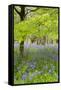 Bluebells Amongst Beech Trees in Spring-null-Framed Stretched Canvas