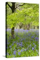 Bluebells Amongst Beech Trees in Spring-null-Stretched Canvas