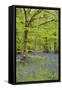 Bluebells Amongst Beech Trees in Spring-null-Framed Stretched Canvas