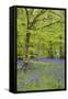 Bluebells Amongst Beech Trees in Spring-null-Framed Stretched Canvas