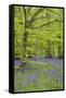 Bluebells Amongst Beech Trees in Spring-null-Framed Stretched Canvas