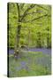 Bluebells Amongst Beech Trees in Spring-null-Stretched Canvas