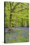 Bluebells Amongst Beech Trees in Spring-null-Stretched Canvas