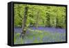 Bluebells Amongst Beech Trees in Spring-null-Framed Stretched Canvas