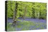 Bluebells Amongst Beech Trees in Spring-null-Stretched Canvas