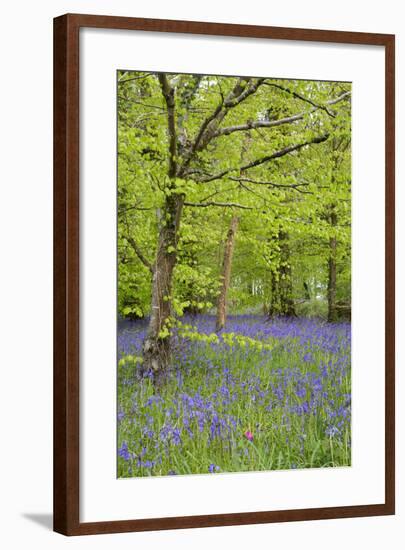 Bluebells Amongst Beech Trees in Spring-null-Framed Photographic Print