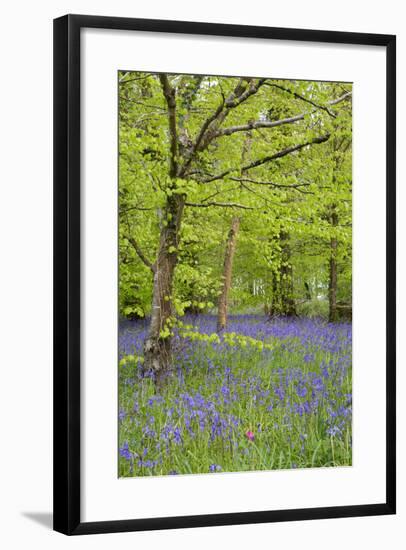 Bluebells Amongst Beech Trees in Spring-null-Framed Photographic Print