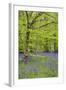 Bluebells Amongst Beech Trees in Spring-null-Framed Photographic Print