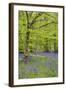 Bluebells Amongst Beech Trees in Spring-null-Framed Photographic Print