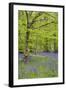 Bluebells Amongst Beech Trees in Spring-null-Framed Photographic Print