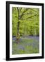 Bluebells Amongst Beech Trees in Spring-null-Framed Photographic Print