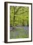 Bluebells Amongst Beech Trees in Spring-null-Framed Photographic Print