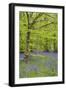 Bluebells Amongst Beech Trees in Spring-null-Framed Photographic Print