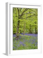 Bluebells Amongst Beech Trees in Spring-null-Framed Photographic Print