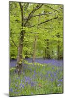 Bluebells Amongst Beech Trees in Spring-null-Mounted Photographic Print