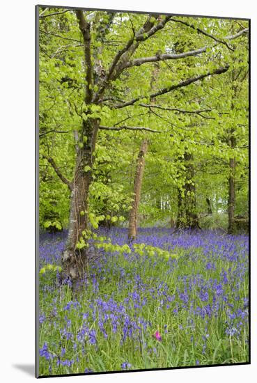 Bluebells Amongst Beech Trees in Spring-null-Mounted Photographic Print