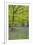 Bluebells Amongst Beech Trees in Spring-null-Framed Photographic Print