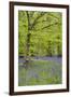 Bluebells Amongst Beech Trees in Spring-null-Framed Photographic Print