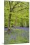 Bluebells Amongst Beech Trees in Spring-null-Mounted Photographic Print