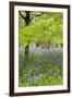 Bluebells Amongst Beech Trees in Spring-null-Framed Photographic Print